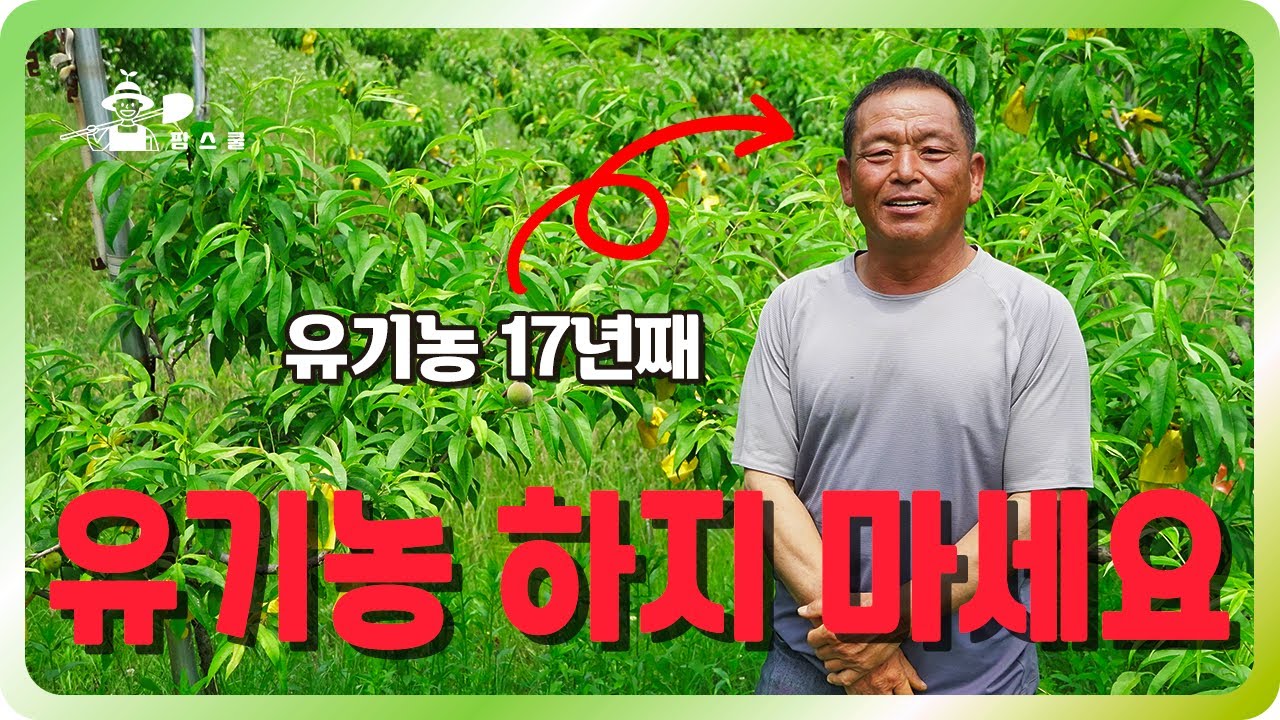유기농 정말 추천하지 않습니다ㅣ17년 유기농 복숭아 농사 ㅣ 유기농 노하우