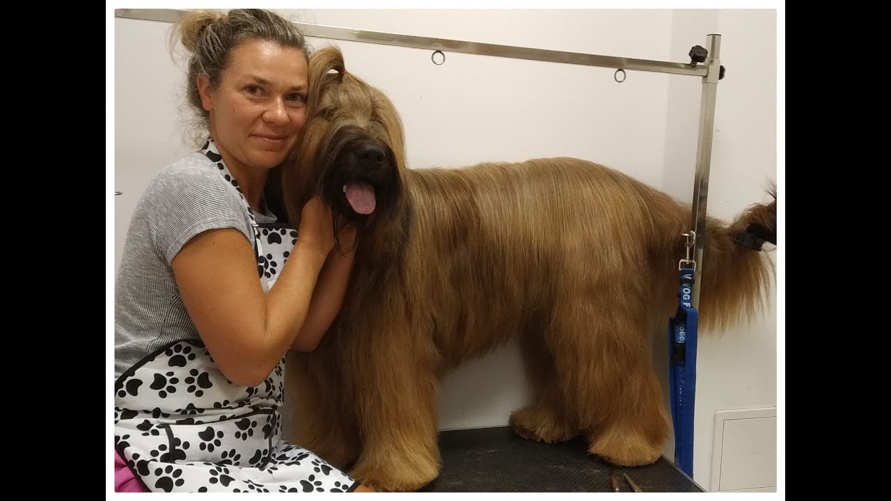 Briard w salonie Mydog