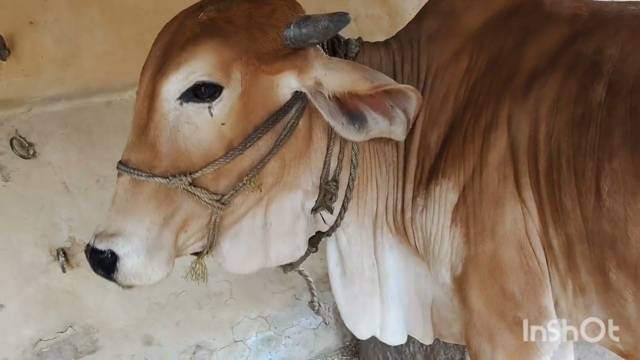 Jay Gau Mata 
