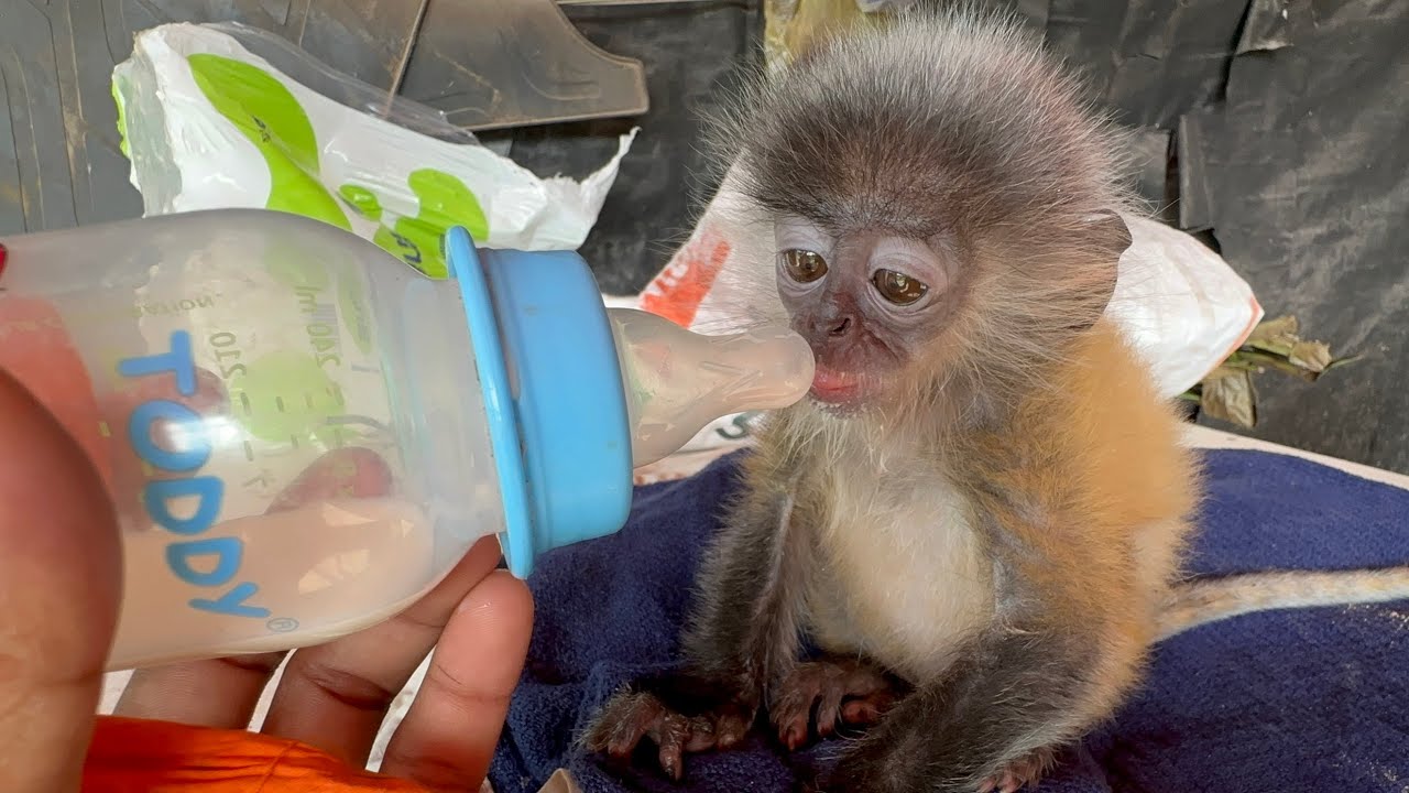 Cute Baby Monkey Feeding Milk From Bottle 🐒🍼