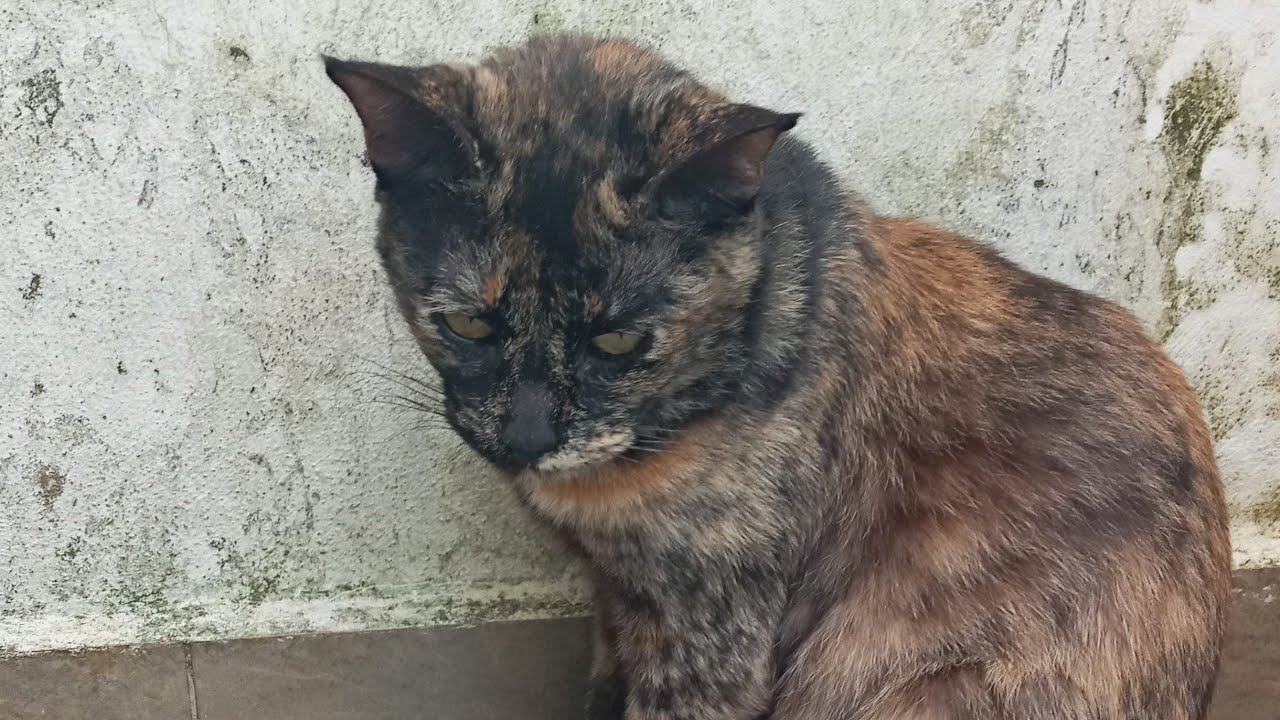 Time Machine Cats !!!! Longest Daily Cat's Story
