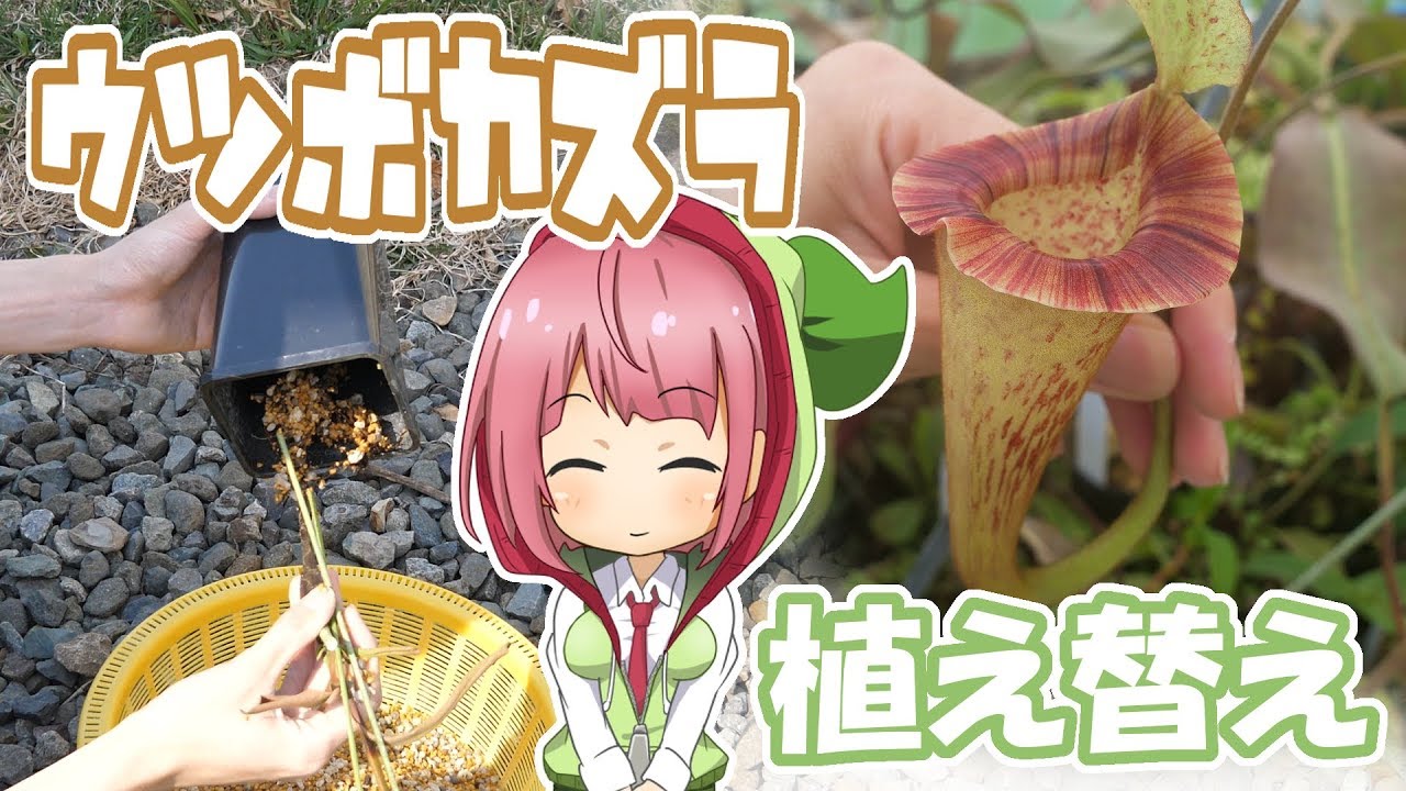 【解説】ウツボカズラの植え替えのやり方【食虫植物TV】