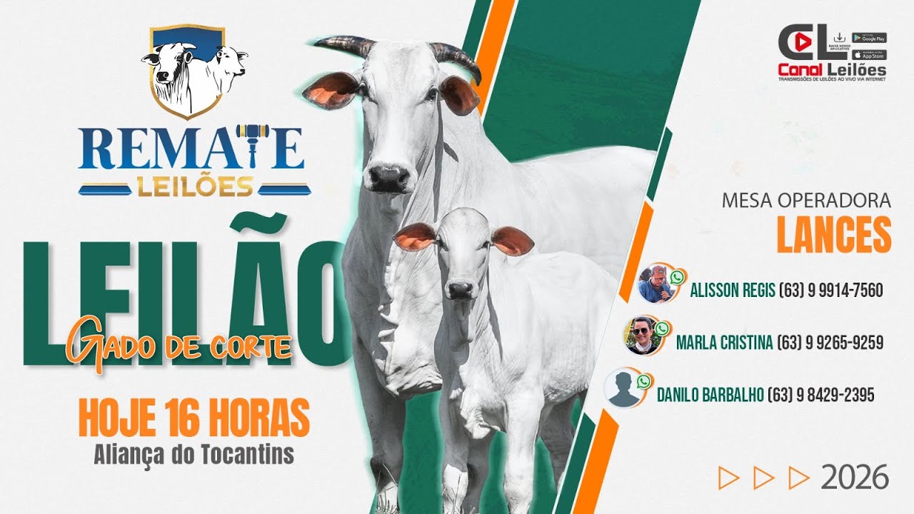 www.canalleiloes.com | 1&deg; LEIL&Atilde;O GADO DE CORTE REMATE LEIL&Otilde;ES | ALIAN&Ccedil;A  - TO 08/01/2026