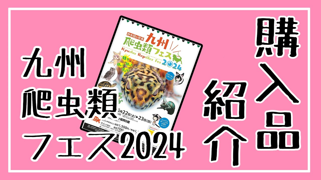 九州爬虫類フェス2024に行ってきた！【購入品紹介☆】#九州爬虫類フェス2024