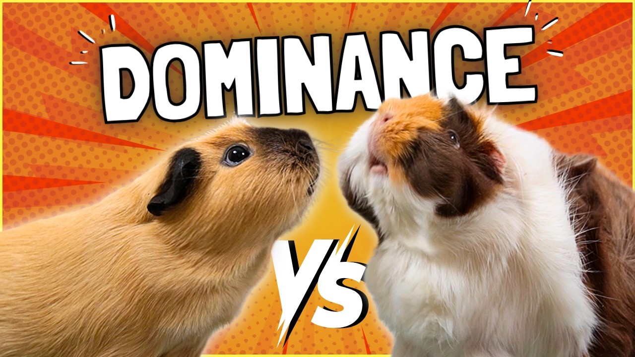 Guinea Pig Dominance: Every Owner Needs to Know This!