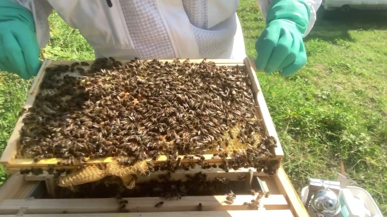 Nuc inspection 30 July 25