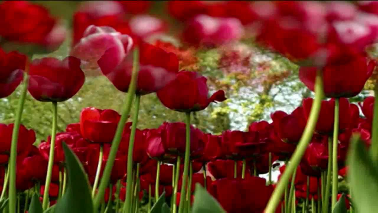 Música relajante. Tulipanes rojos.