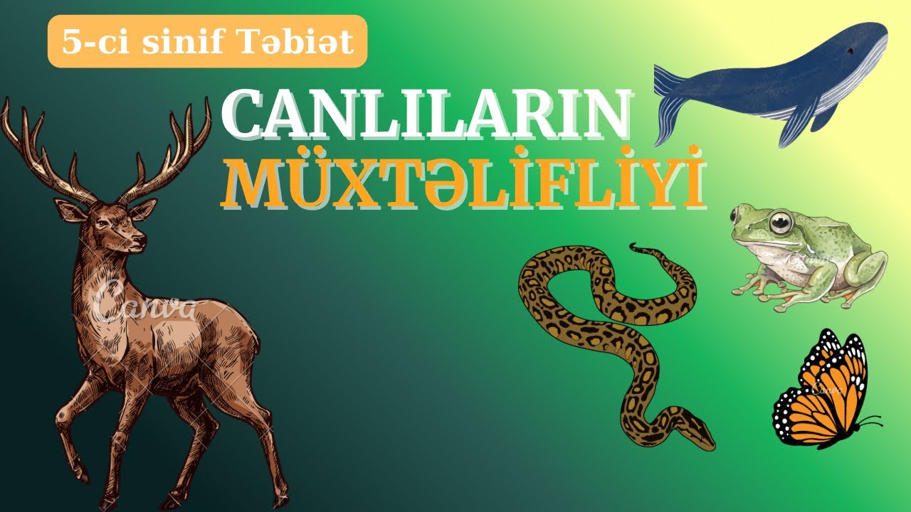 5-ci sinif Təbiət🍀Canlıların Müxtəlifliyi🐋 Sürətli Təkrar #monitorinq 