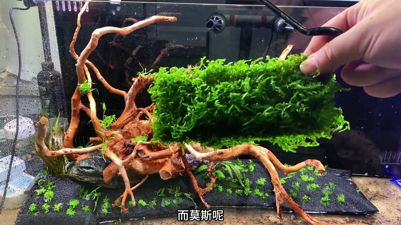 用背滤鱼缸来做水草缸