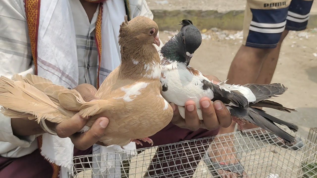 Kasni patate kabutar welcome chowk kabutar market Delhi pigeon gole kabootar madrasi kabli Fancy
