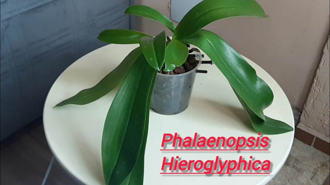 Como estão as Phalaenopsis dos replantes recentes no chip de coco