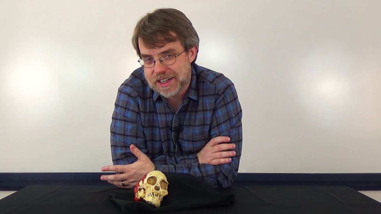 Fossil Focus: The Taung Child