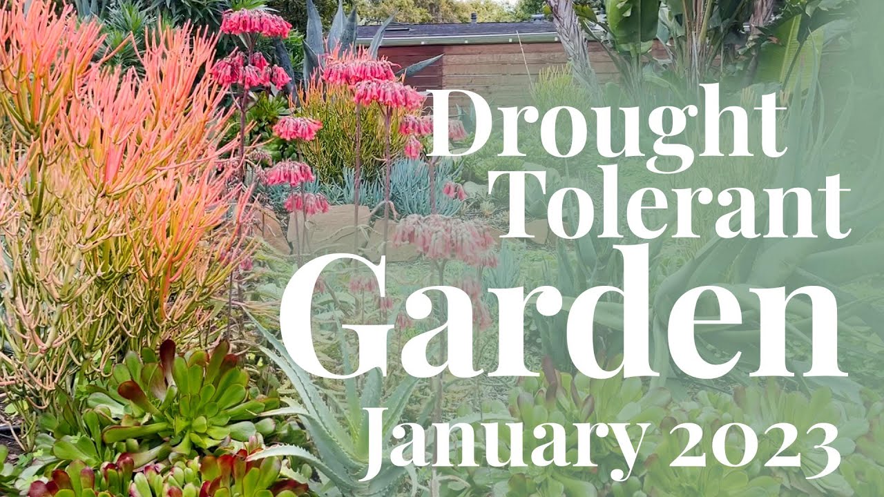 Drought Tolerant Garden Tour | January 2023