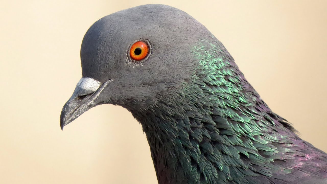 How does Rock Dove Sound | Pigeon Sounds |  Indian Dove Behavior | Voice Columbidae