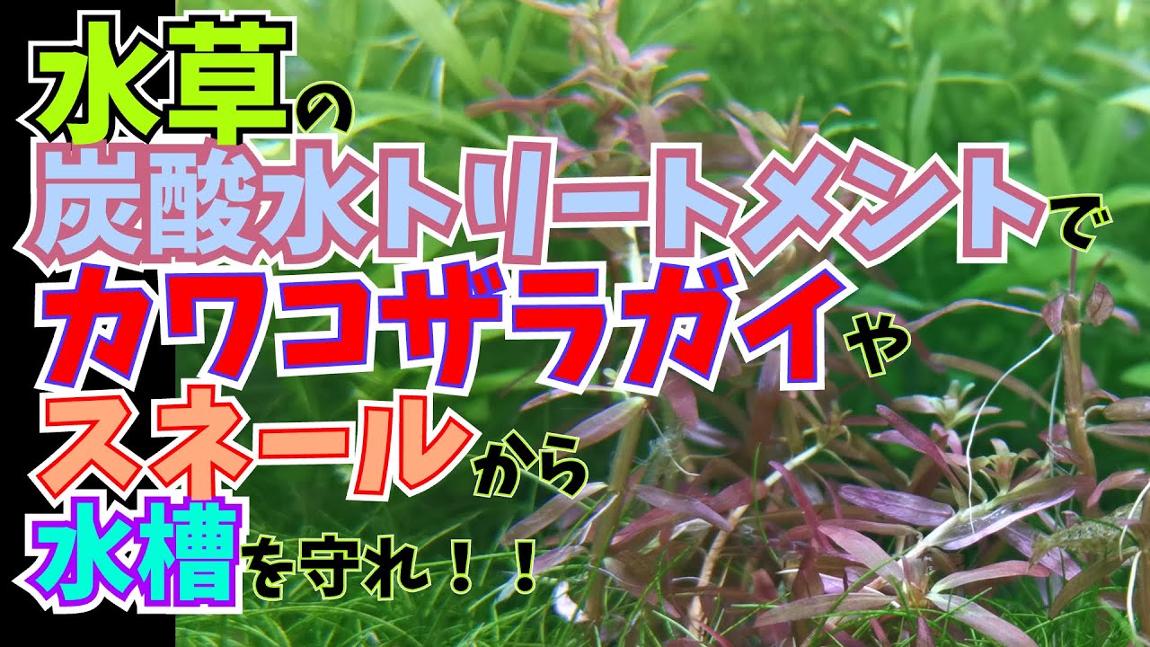 水草の炭酸水トリートメントでカワコザラガイやスネールから水槽を守れ！