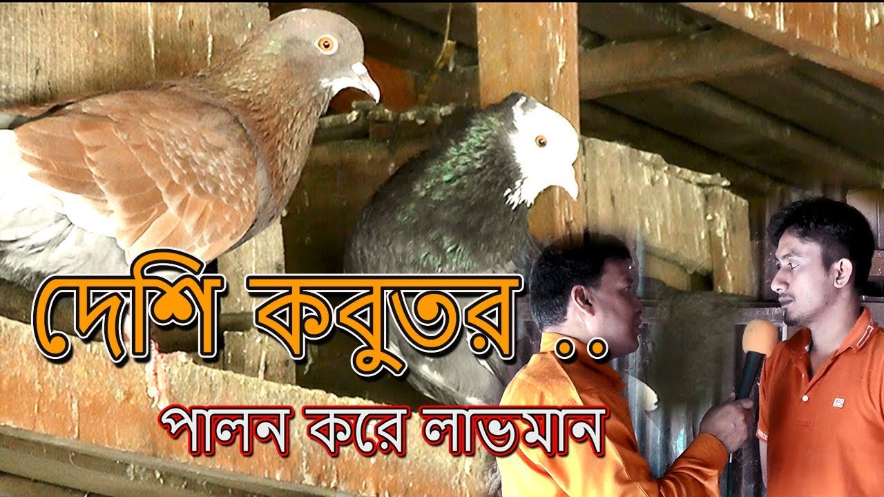 দেশি কবুতর পালন করে লাভমান | ২ টি কবুতর থেকে ১৬ জোড়া কবুতর | কালিহাতীর মামুন