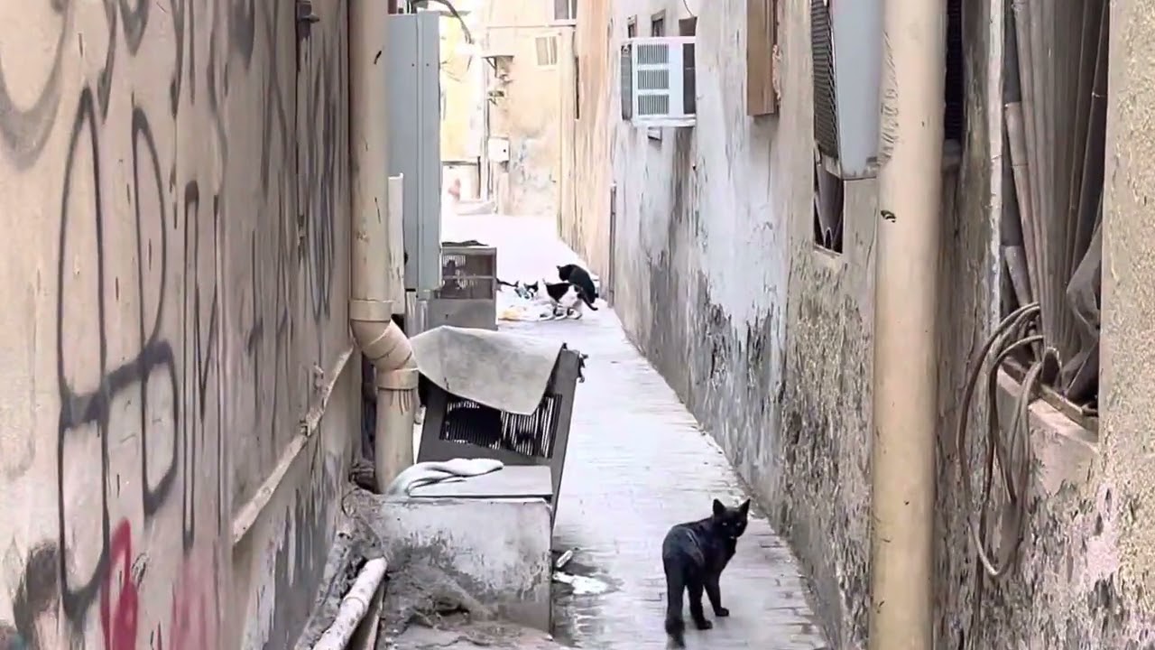 جولة سريعة في ازقة الخويلدية | القطيف