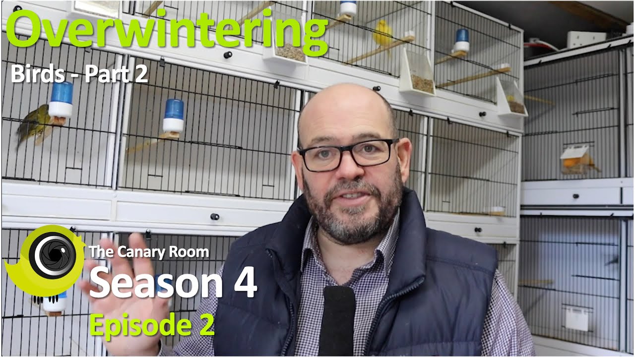 The Canary Room Season 4 Episode 2 - Overwintering birds Part 2