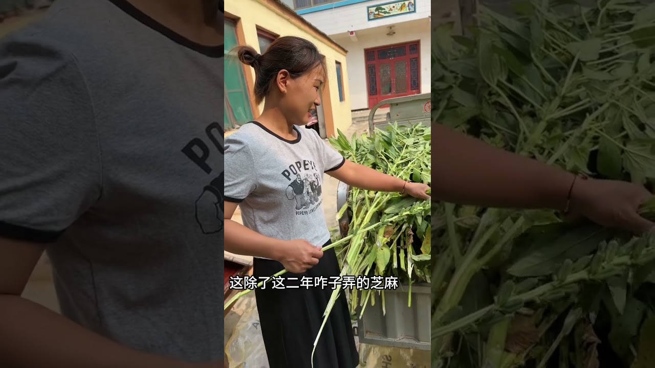 你们吃过芝麻叶吗，我光听说下面条好吃，就是没吃过#用抖音记录农村真实生活 #我们一家的平淡生活 #家和万事兴