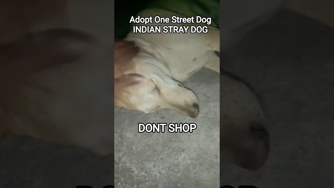 DOG BITES CONTROL - DONT SHOP - ADOPT ONE INDIAN STREET DOG - AWARENESS