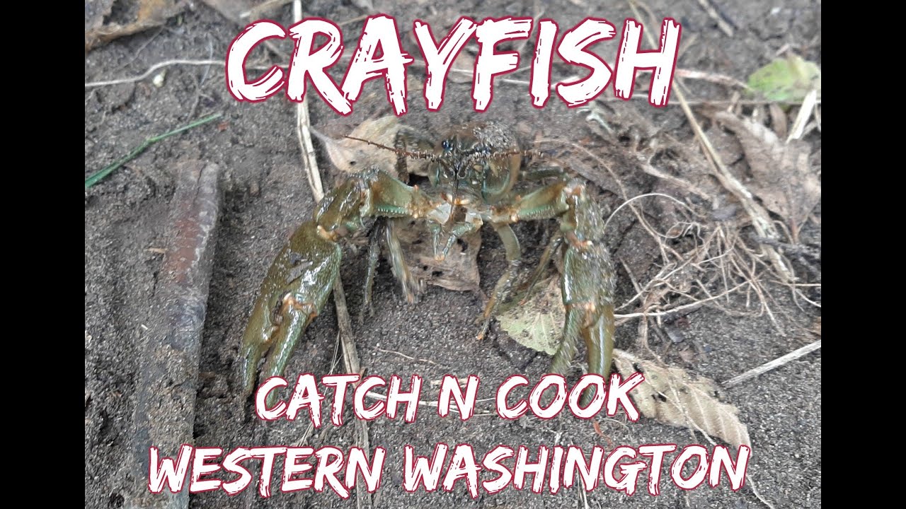 Crayfish Catch n' Cook Western Washington