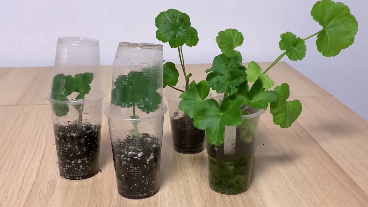 Regenerarea muscatei  si inradacinarea  butasilor rezultati . #leggy,#pelargonium