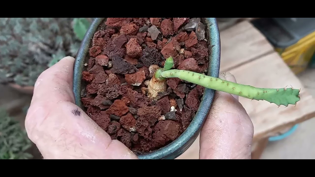 My Caudiciform  Euphorbias! & How can you make a Euphorbia caudex look bigger?
