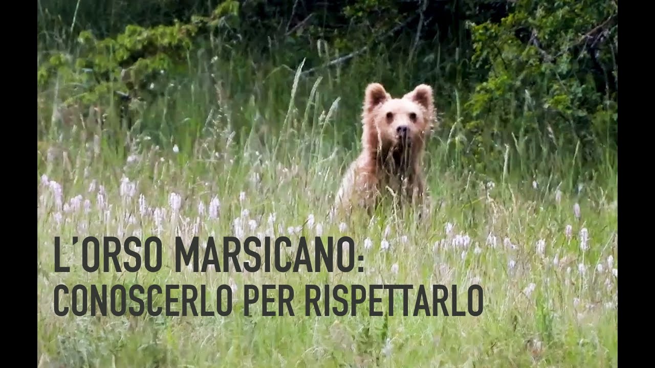L'ORSO MARSICANO: conoscerlo per rispettarlo