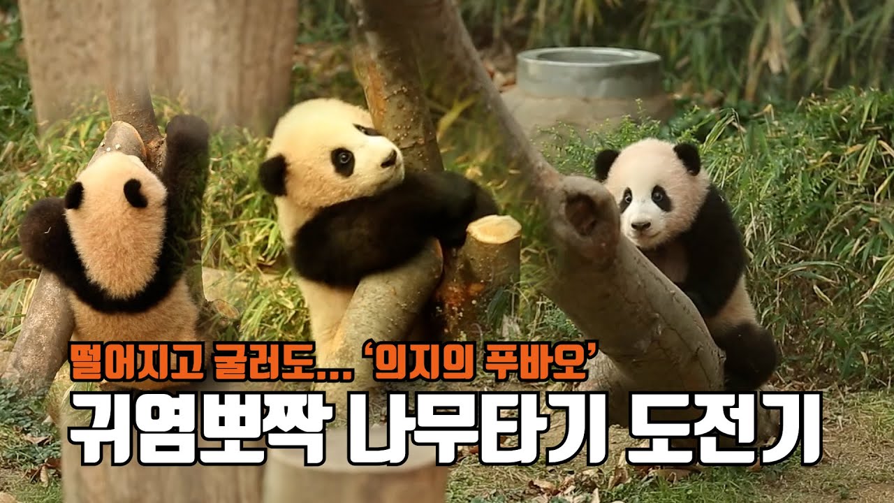 떨어지고, 굴러도...귀염뽀짝 푸바오 나무타기 도전기(Baby Panda 'FuBao')