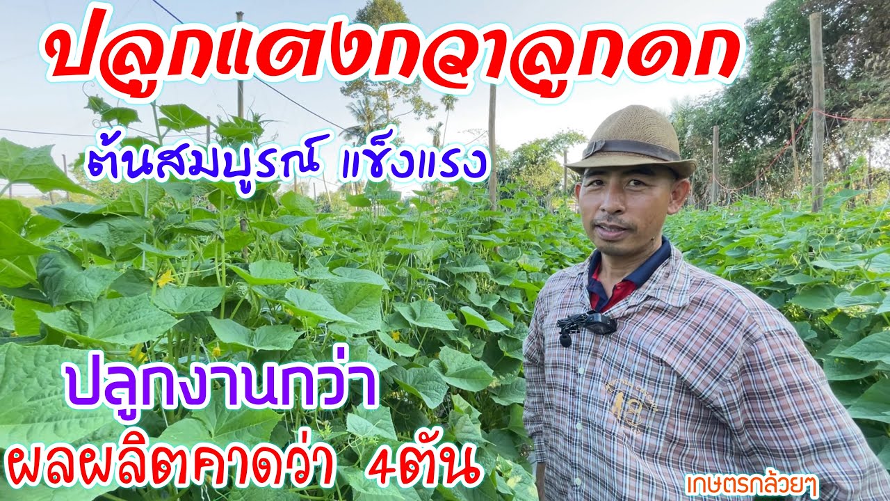ปลูกแตงกวามาหนึ่งปี รู้แล้วว่าเพิ่มลูกดก ไม่มีโรคทำอย่างไร | แตงกวาสร้างอาชีพ | บ่าวยุทธพาจ้วด