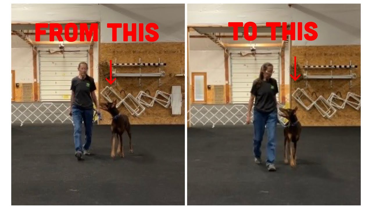 Competition Heel - How to Train Your Dog to Heel Close