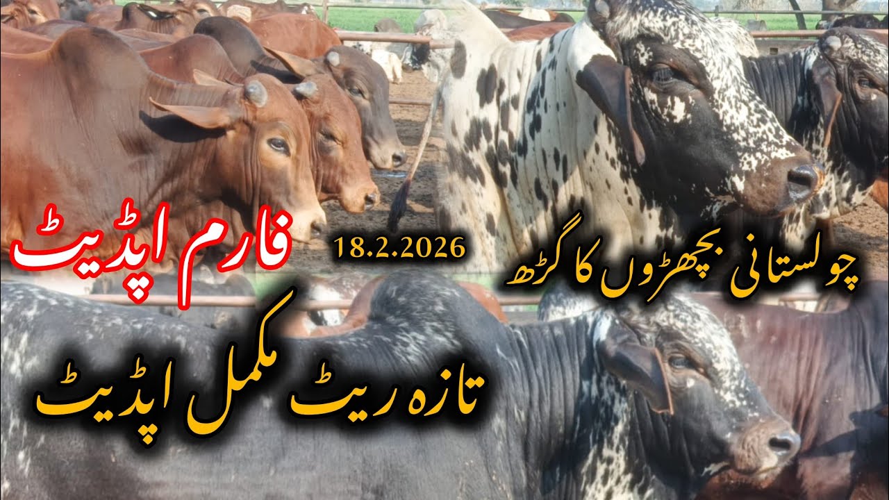 Bachra Farm Fresh Rates Today: Qavi Baba Bahawalnagar Ki Mukammal Update