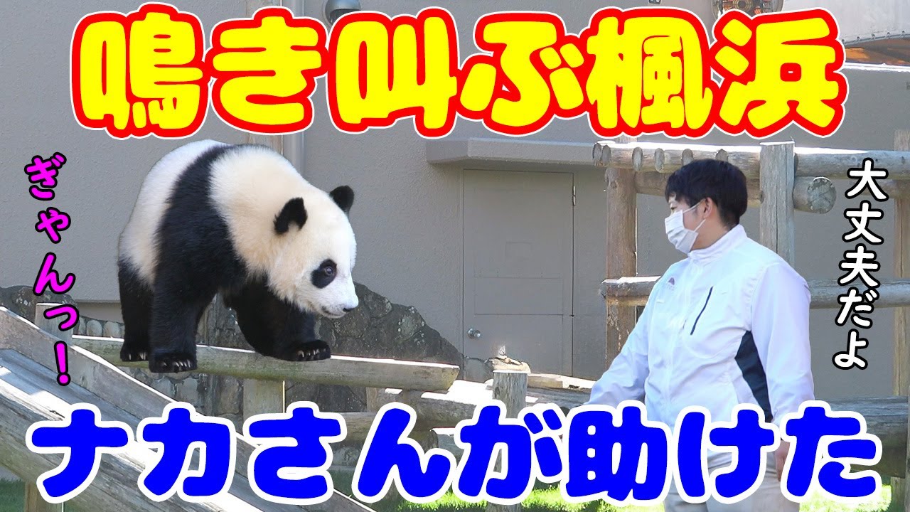 尋常じゃない鳴き方をする楓浜😨ナカ飼育員が速攻で助けた😍