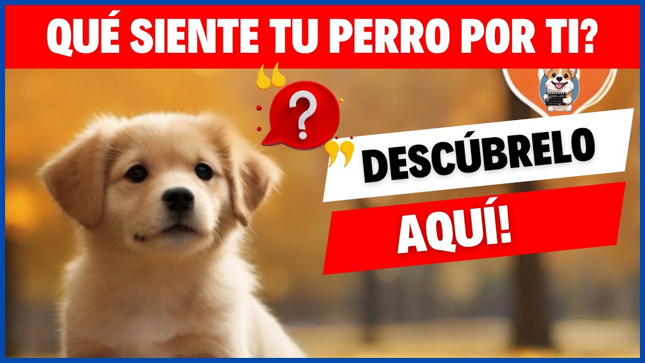 ¡Quiz para saber que siente tu Perro por Ti! 🐶❤️ 🐕