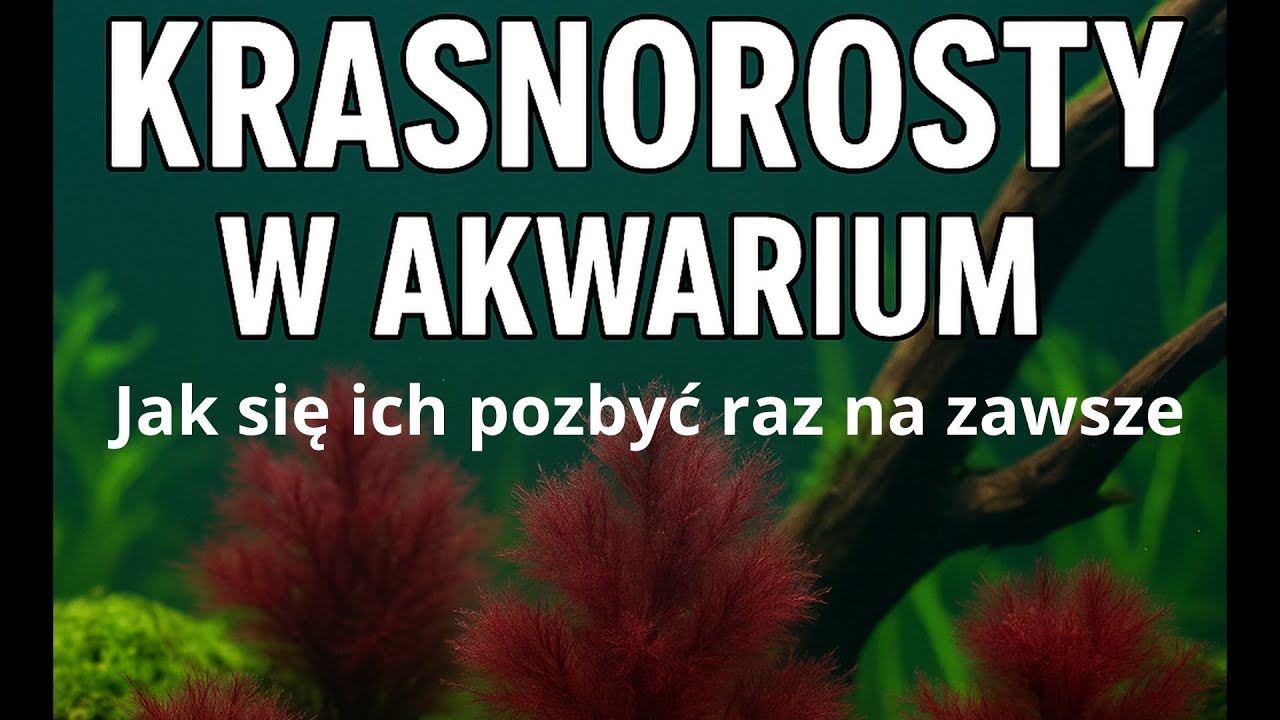 Masz krasnorosty? Oto cały poradnik, jak się ich pozbyć raz na zawsze !