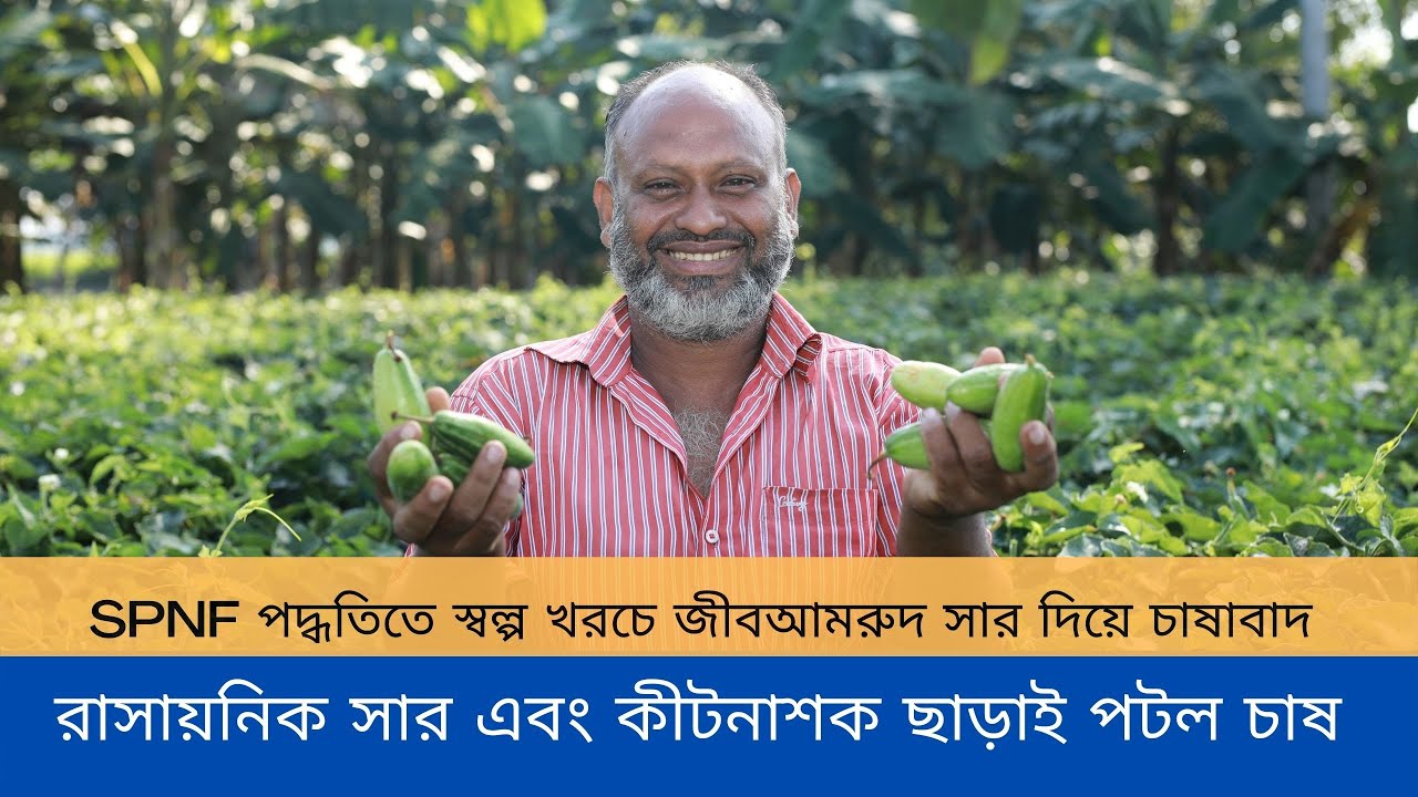 SPNF পদ্ধতিতে জীবআমরুদ সার দিয়ে পটল চাষ  বেশ  লাভজনক ।  প্রয়োজন নেই কোন  রাসায়নিক সার এবং কীটনাশকের