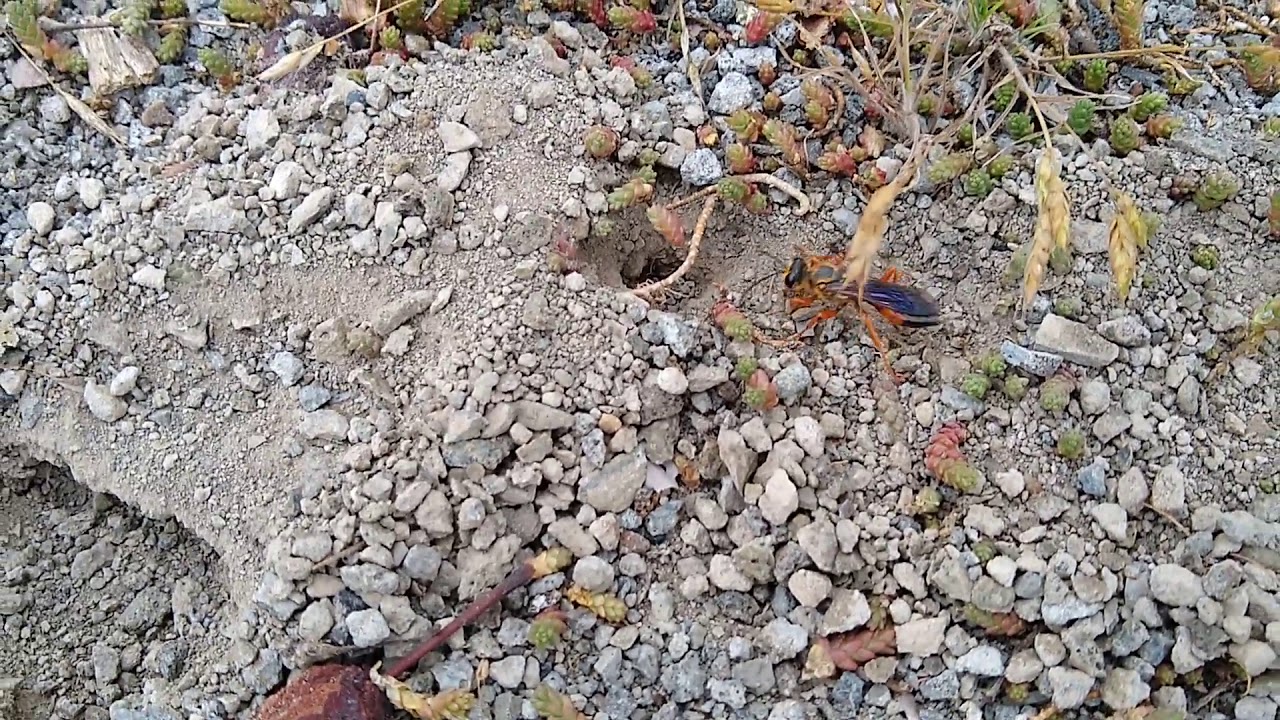 Great Golden Digger Wasp Nest Guarding Behavior