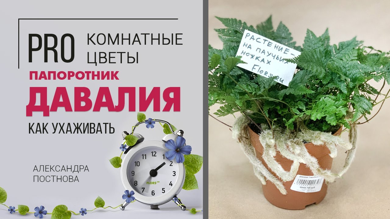 Давалия - папоротник с паучьими ножками | Красота спасет мир...