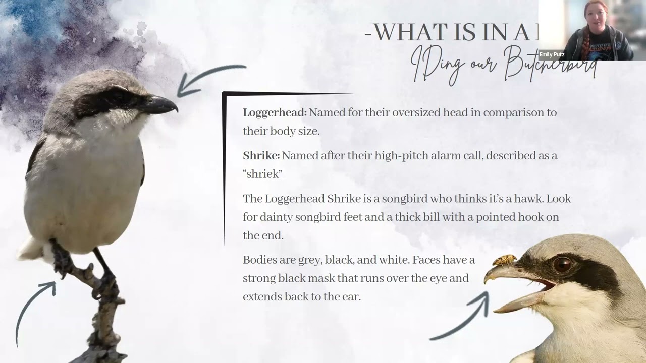 The Loggerhead Shrike: The Prairie's Predatory Songbird