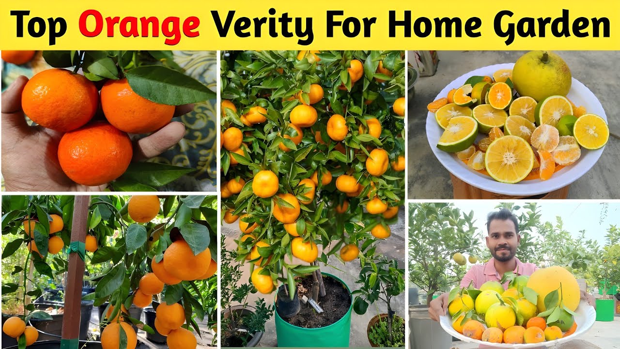 Best Fruits Plants For Terrace garden गमले में जल्दी फल देने वाले संतरा और मुसम्मी के पौधे।