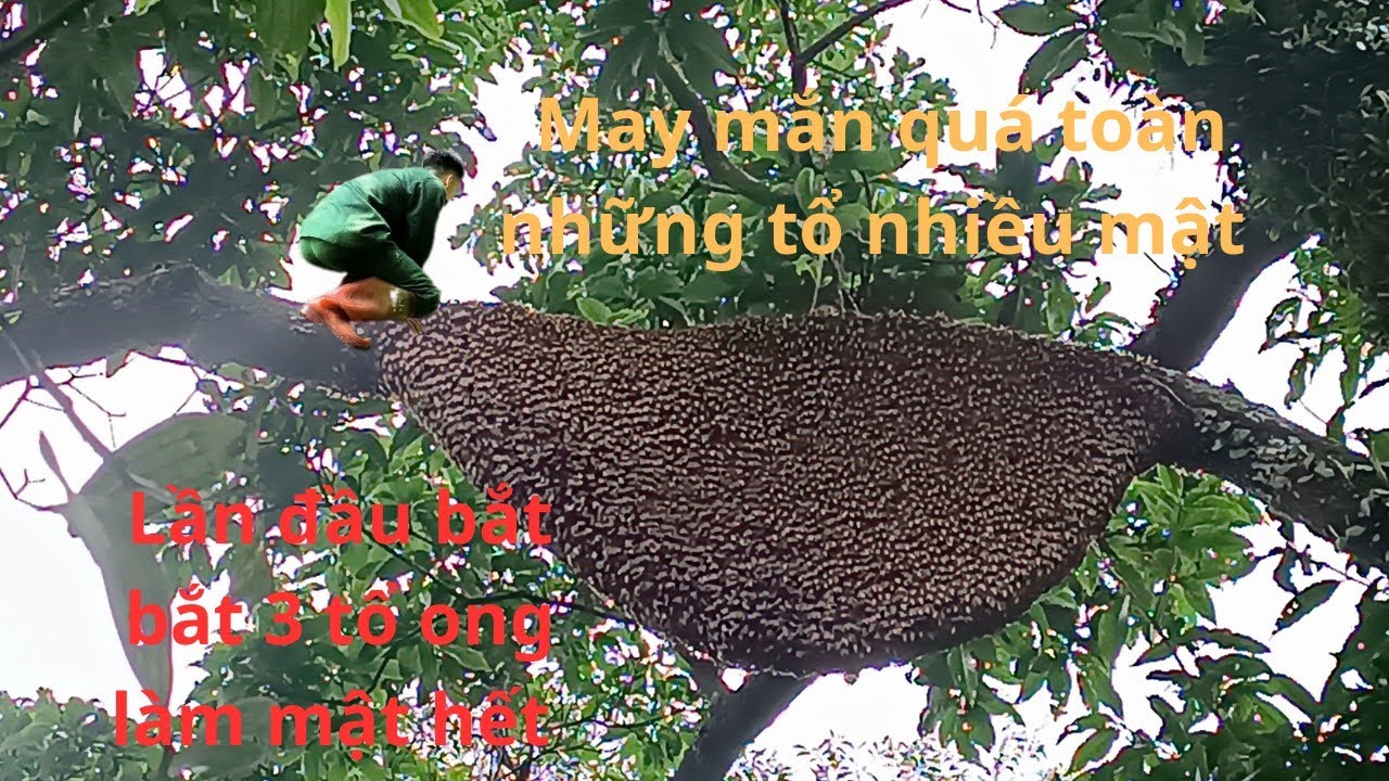Bắt Mỏi Tay Toàn Những Tổ Làm Mật Hết Thu Về Tiền Triệu|SÁM ONG RỪNG
