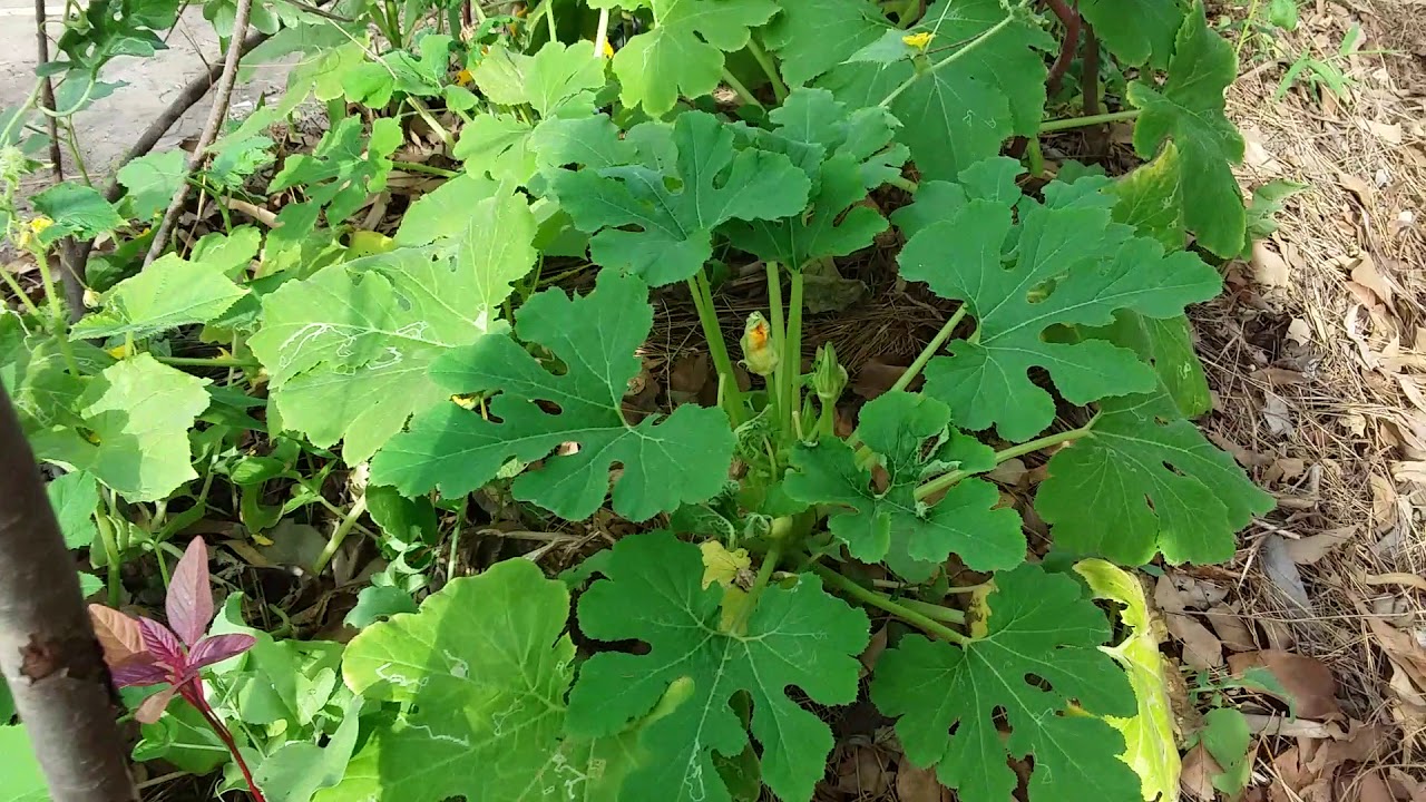 Butte de permaculture au Sénégal Mboro Évolution 07 juillet 2018