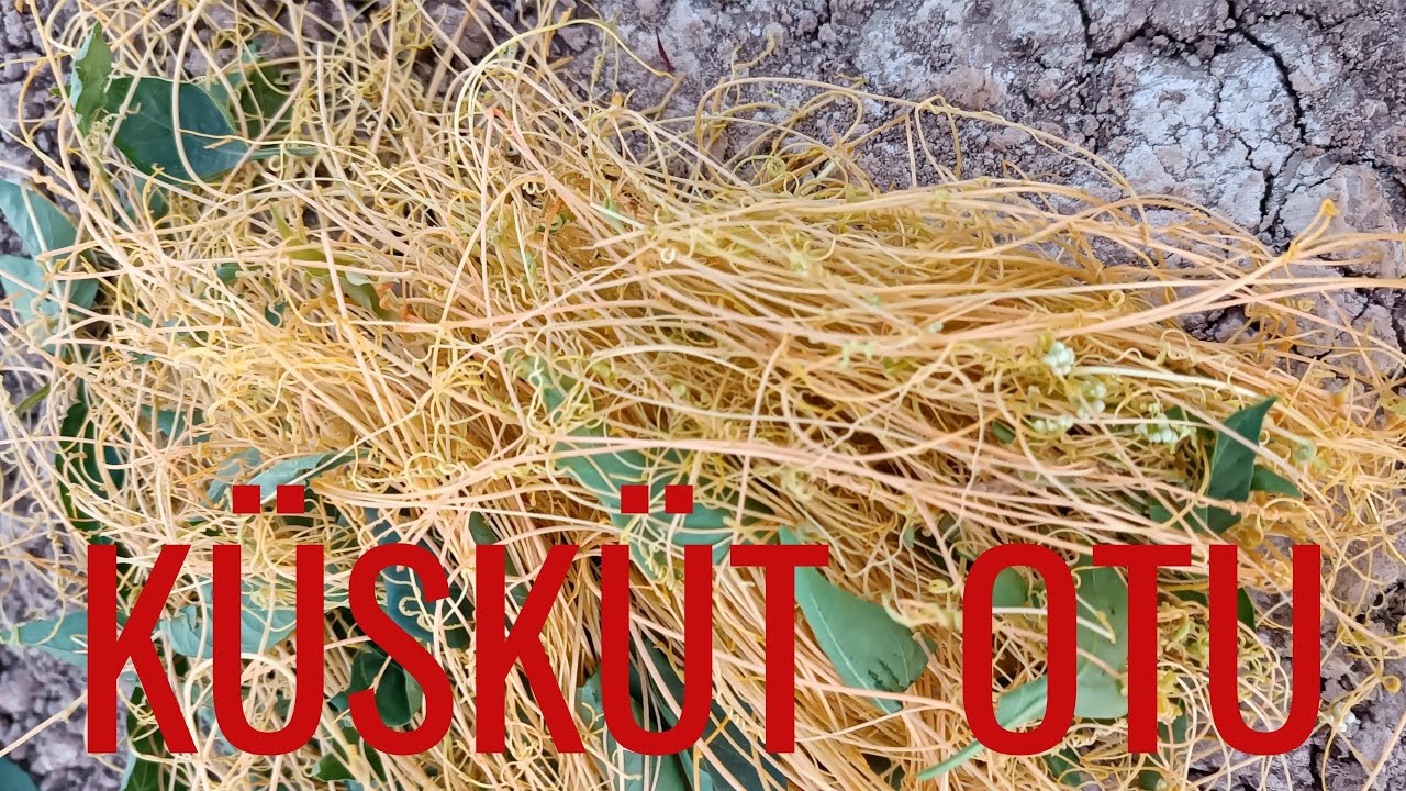 Küsküt otu