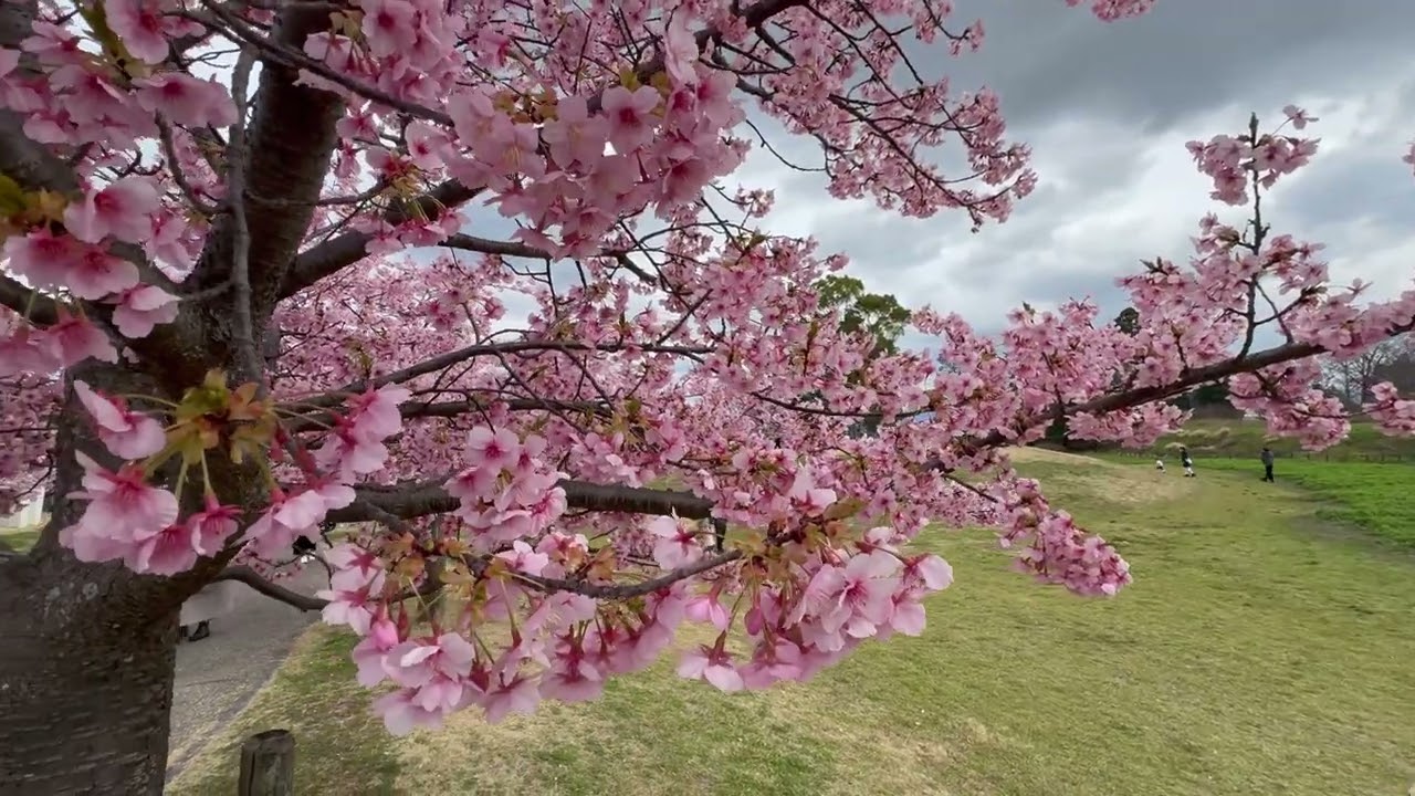 馬見丘陵公園の河津桜満開
