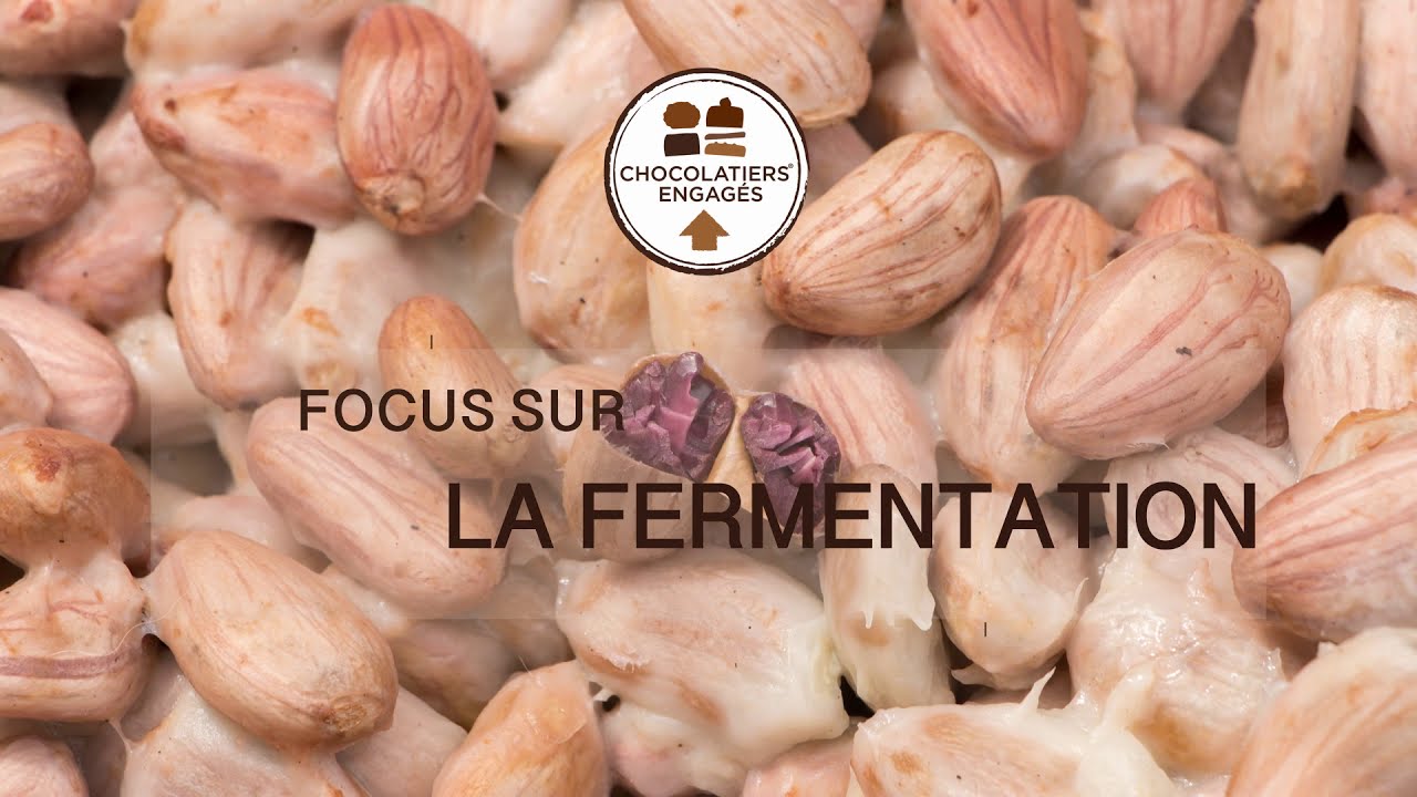 [Focus sur] Episode 2 : Fermentation du cacao