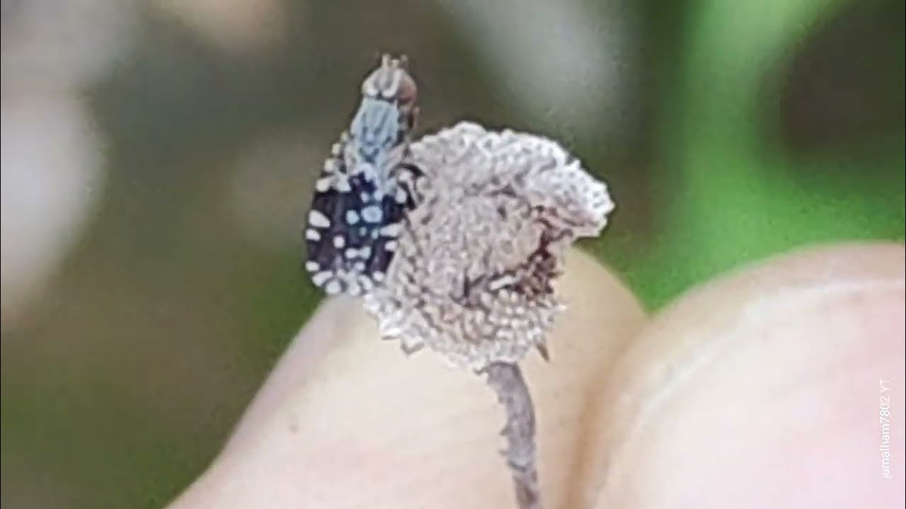 02 - Fruit flies, [Tephritini] Tribe sp. Mouches des fruits,Họ Ruồi đục quả,Båndfluer,ذبابية الفاكهة