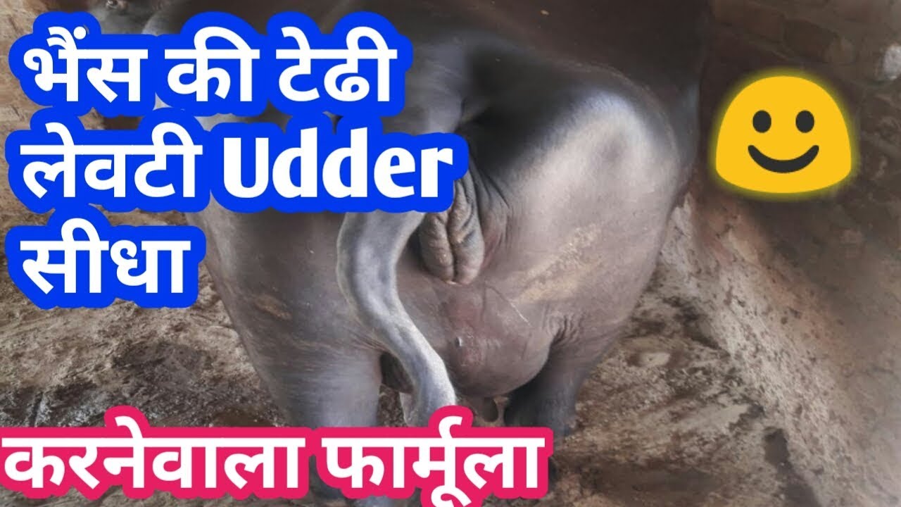 गाय भैंस की टेढी लेवटी सीधी कैसे करें पाएं ज्यादा दूध |How to Increase Udder Milk of Cow Buffalo|