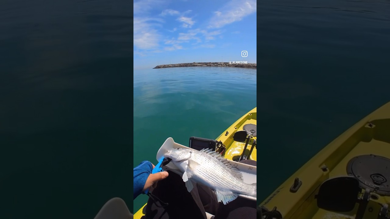 sobaity seabream