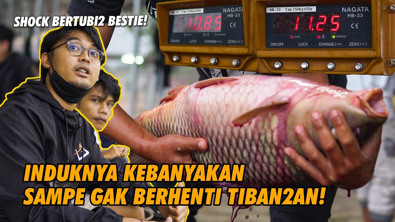 TIBAN2AN GAK BERHENTI! BABON GALATAMA MAS TELAGA SILET BIKIN SHOCK BERTUBI2! | IGIT MENGLEMES GESS 😥