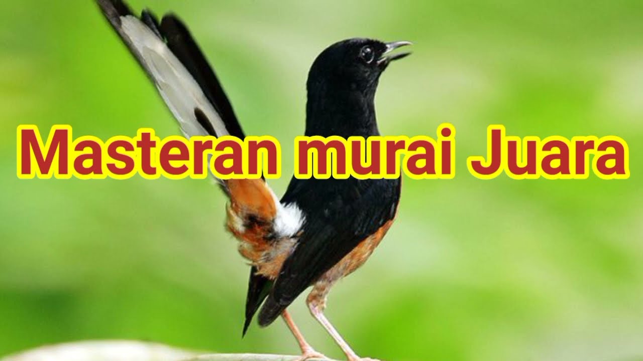 Master murai juara 